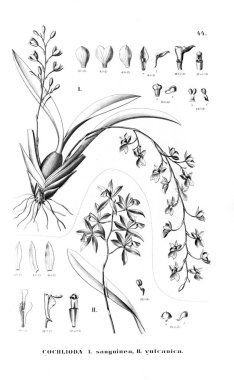 Bitki çizimi. Retro resim