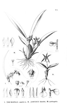 Bitki çizimi. Retro resim