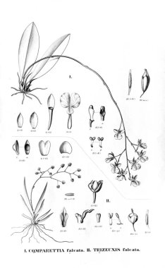 Bitki çizimi. Retro resim