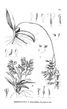 Bitki çizimi. Retro resim