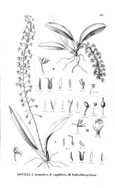 Bitki çizimi. Retro resim