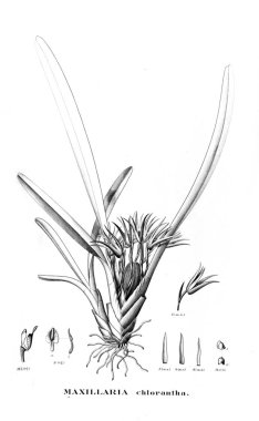 Bitki çizimi. Retro resim