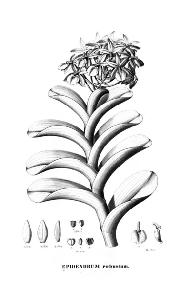 Illustration Der Pflanze Retro Bild — Stockfoto