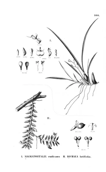 Illustration Plante Image Rétro — Photo