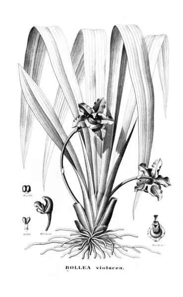 Illustration Plant Retro Picture — Stock Photo, Image