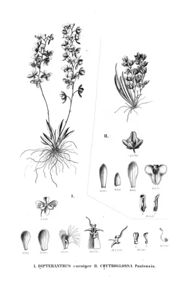 Иллюстрация Растения Ретро — стоковое фото