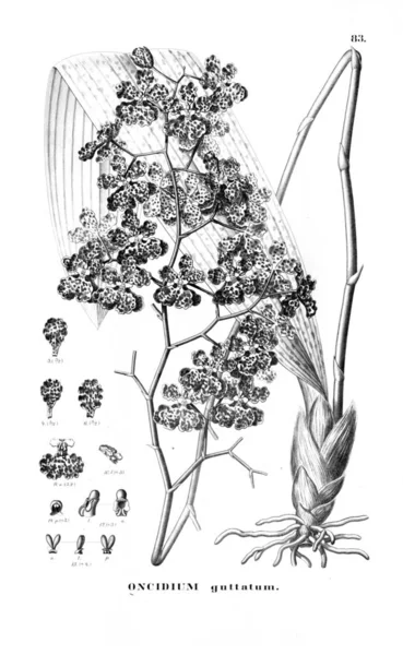 Ilustracja Roślin Obrazek Retro — Zdjęcie stockowe