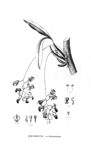 Illustration Der Pflanze Retro Bild — Stockfoto