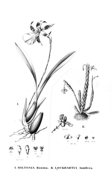 植物のイラスト レトロな画像 — ストック写真