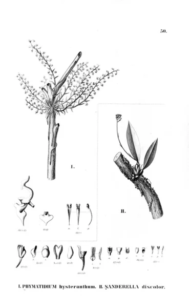 植物的例证 复古图片 — 图库照片