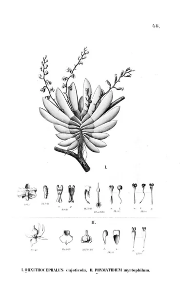 Ilustração Planta Imagem Retrô — Fotografia de Stock