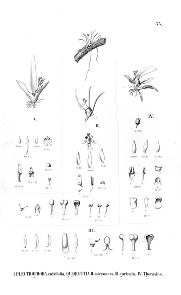 Illustratie Van Een Plant Retro Foto — Stockfoto