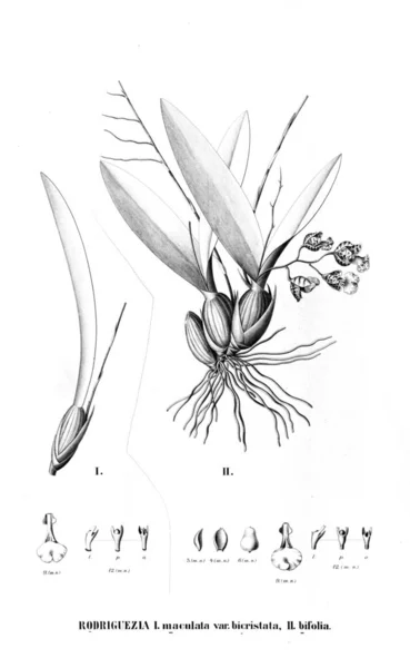 植物のイラスト レトロな画像 — ストック写真