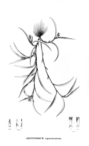 Bitki Çizimi Retro Resim — Stok fotoğraf