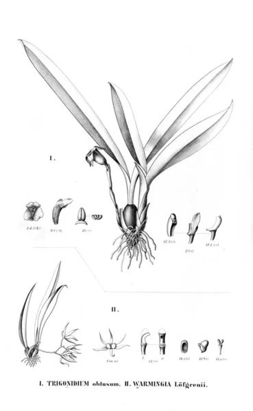 Illustration Plant Retro Picture — Stock Photo, Image