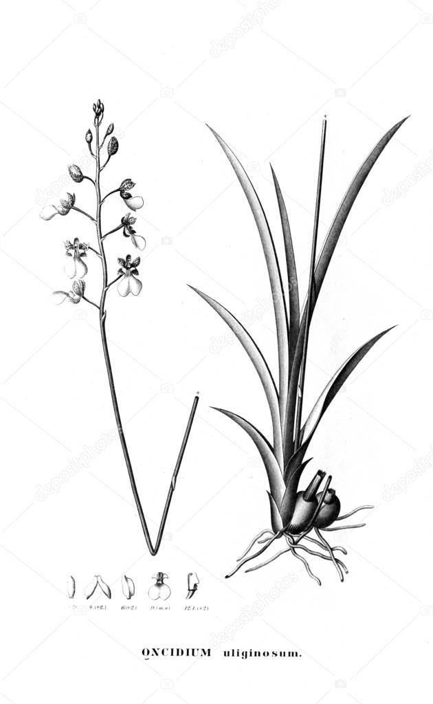 Illustration of plant. Retro picture