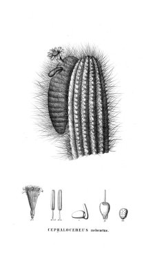 Kaktüs Illustration. Eski resim
