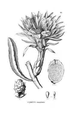 Kaktüs Illustration. Eski resim