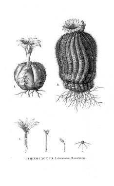 Kaktüs Illustration. Eski resim