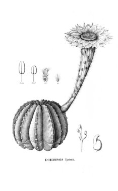 Kaktüs Illustration. Eski resim
