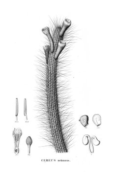Kaktüs Illustration. Eski resim