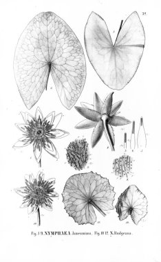 Kaktüs Illustration. Eski resim