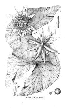 Kaktüs Illustration. Eski resim