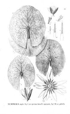 Kaktüs Illustration. Eski resim