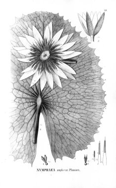 Kaktüs Illustration. Eski resim