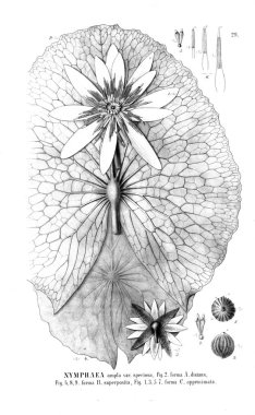 Kaktüs Illustration. Eski resim