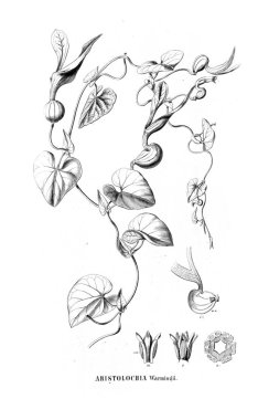 Kaktüs Illustration. Eski resim