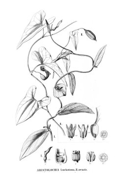 Kaktüs Illustration. Eski resim