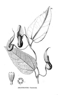 Kaktüs Illustration. Eski resim