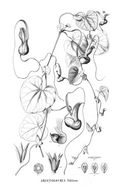 Kaktüs Illustration. Eski resim