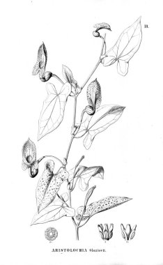 Kaktüs Illustration. Eski resim