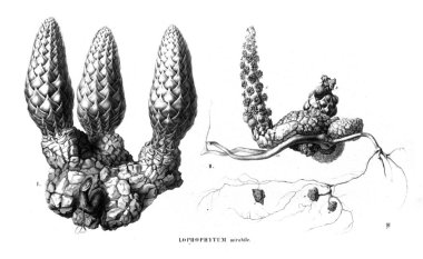 Kaktüs Illustration. Eski resim