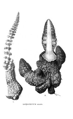 Kaktüs Illustration. Eski resim