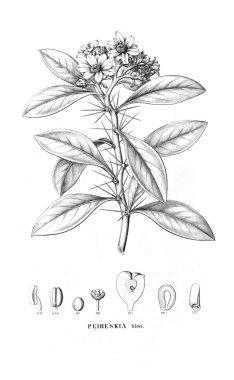 Kaktüs Illustration. Eski resim