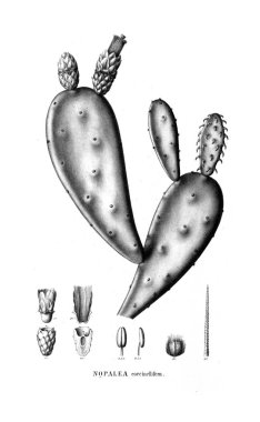 Kaktüs Illustration. Eski resim