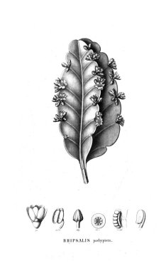 Kaktüs Illustration. Eski resim