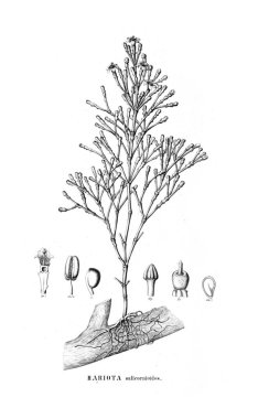 Kaktüs Illustration. Eski resim