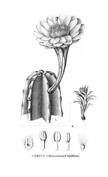 Afbeelding Van Cactus Oude Beeld — Stockfoto