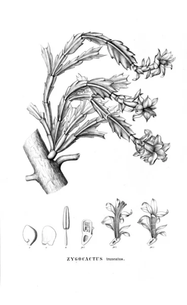 Ilustracja Kaktus Stary Obraz — Zdjęcie stockowe