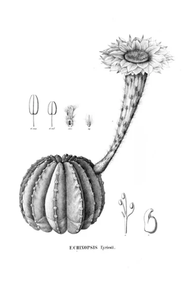 Ilustrație Cactus Imagine Veche — Fotografie, imagine de stoc