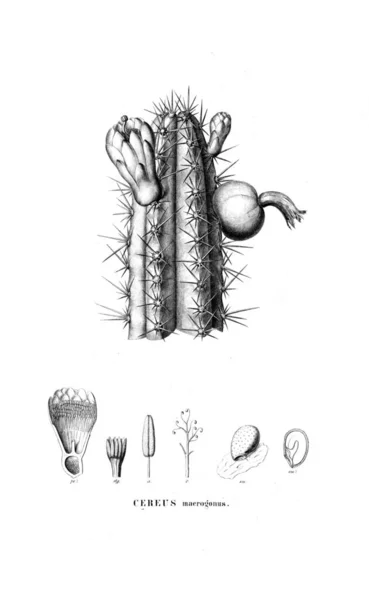 Illustration Cactus Gamla Bilden — Stockfoto