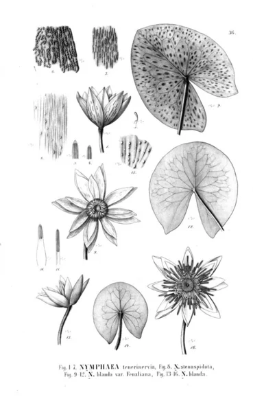 Ilustrace Kaktusů Starý Obrázek — Stock fotografie