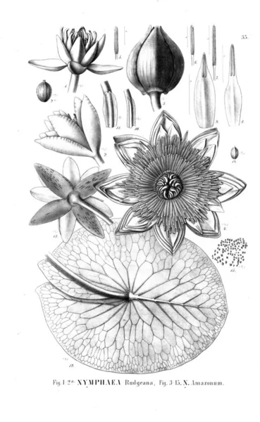 Ilustracja Kaktus Stary Obraz — Zdjęcie stockowe