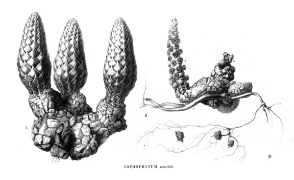 Kaktüs Illustration Eski Resim — Stok fotoğraf