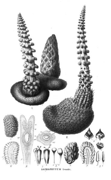 Illustrazione Del Cactus Vecchia Immagine — Foto Stock