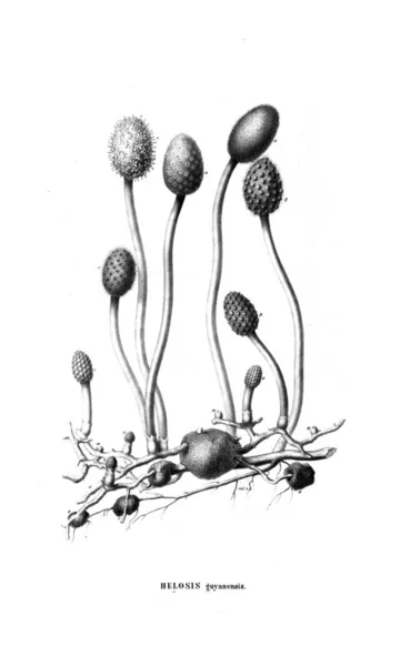 Illustration Cactus Old Image — Stock Photo, Image